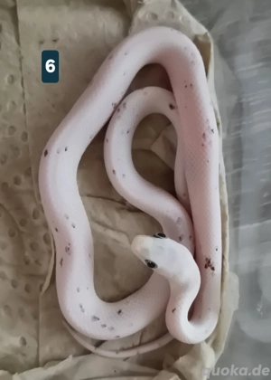 0.0.10 Kornnatter - Palmetto (männlich weiblich) 