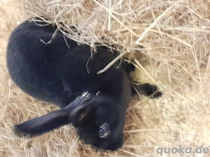 kaninchen rex  Bild 2
