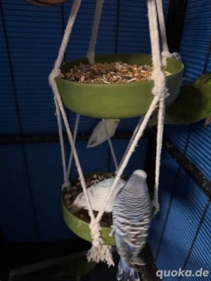 Halsbandsittich , wellensittiche , katharinasittich