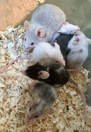 Biete 7 Mäuse Buben