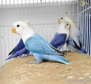 pfirsichköpfchen unzertrennliche agaporniden 