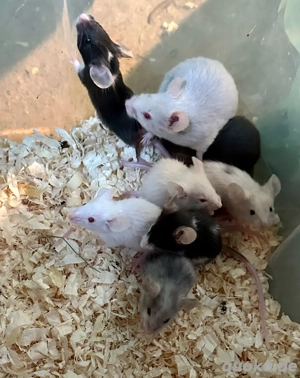 Biete 7 Mäuse Buben Bild 3
