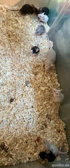 Biete 7 Mäuse Buben Bild 4