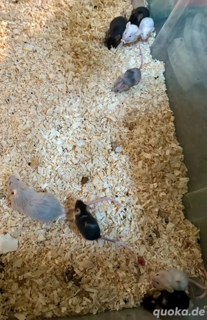 Biete 7 Mäuse Buben Bild 2