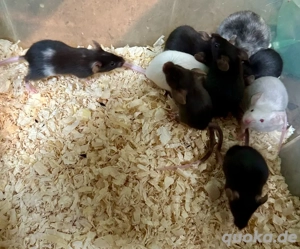 Biete 10 Mäuse Mädchen