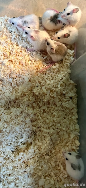 Biete 6 Vielzitzenmäuse Mädchen VZM