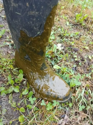 Stallarbeiter Kuhstall 