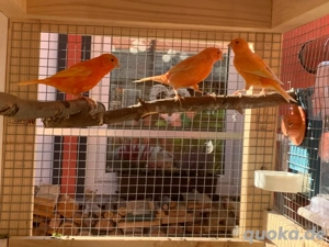 Kanarienvögel von 2025