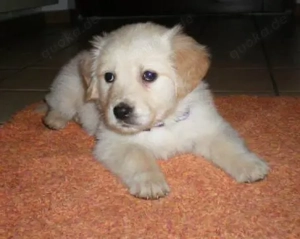 Wunderschöne Retriever Goldie Babys bald abzugeben