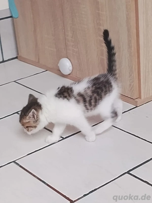 ekh Bengal mix Mädchen kitten