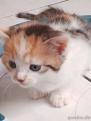 Glückskitten EKH Mix 