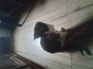 Kätzchen  ,Mixkätzchen  Hauskätzchen  Bild 3