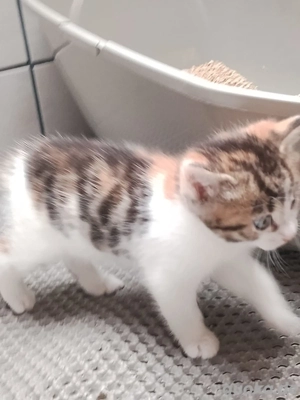 EKH Glückskatze mix Bengal 