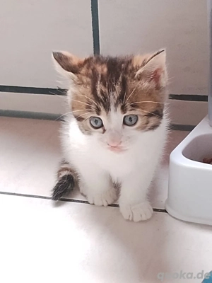 EKH Glückskatze mix Bengal 