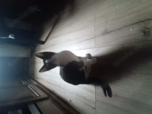 Kätzchen  ,Mixkätzchen  Hauskätzchen 