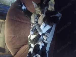 Kätzchen  ,Mixkätzchen  Hauskätzchen  Bild 5