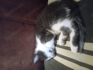 Kätzchen  ,Mixkätzchen  Hauskätzchen  Bild 8