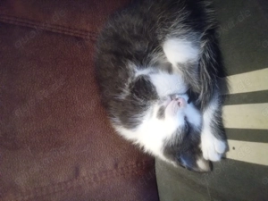 Kätzchen  ,Mixkätzchen  Hauskätzchen  Bild 6