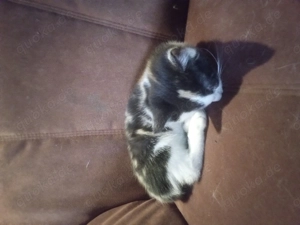 Kätzchen  ,Mixkätzchen  Hauskätzchen  Bild 7