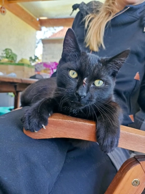 Junge Katzen, Jungkatzen Kater u. Katze 