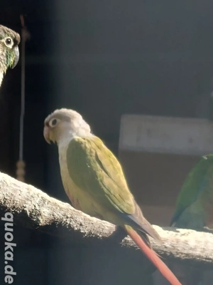 Molinasittich Rotschanzsittich 0,1 Pyrrhurra mit DNA 