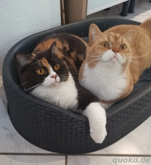 BKH britisch Kurzhaar Katerchen rot weiß kastriert  Bild 10