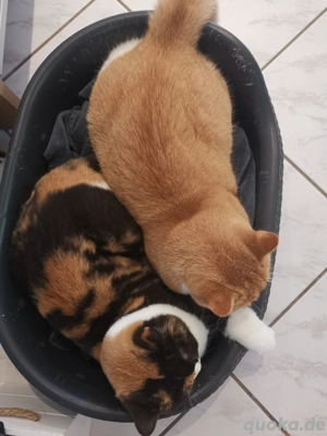 BKH britisch Kurzhaar Katerchen rot weiß kastriert  Bild 7