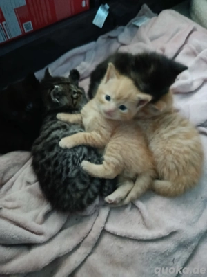 5 Katzenbabys suchen ein Zuhause 