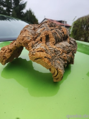 Naturkork aus Spanien 