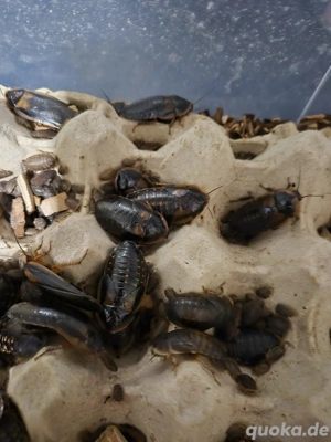 argentinische Waldschaben 