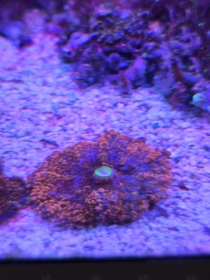Ricordea Orange Bounce Scheibenanemone Koralle Meerwasser Aquarium Salzwasser Ableger 