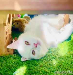 zuckersüß bybes katze 