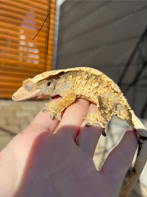 Kronengecko Weibchen 