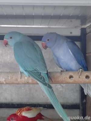 Junge Halsbandsittiche