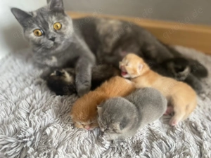 Bkh Kitten babys