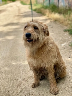 Színész, eine liebe ruhige Hündin