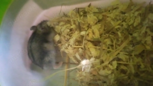 Dsegusischer Zwerghamster