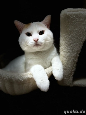 Liebevolle weiße Katze sucht neues Zuhause   