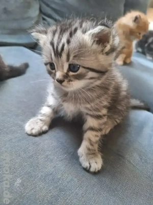 reinrassige BKH Kitten 