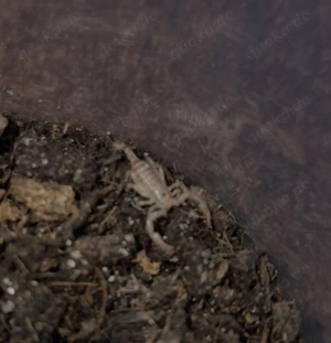 Skorpione Euscorpius tergestinus 