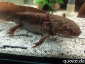Axolotl abzugeben