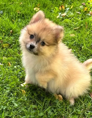 Fauve Dwarf Spitz Welpe