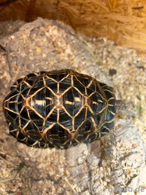 Sternschildkröte Bild 3