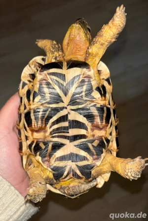 Sternschildkröte Bild 4