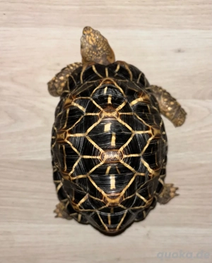 Sternschildkröte Bild 2