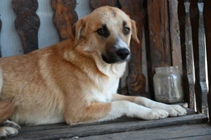 Gemütlicher Junghund sucht Zuhause 