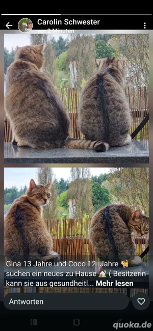 Kater Coco und Kätzin China