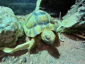 Ägyptische Landschildkröte