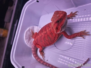 High Red Bartagam Bild 3