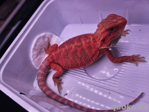 High Red Bartagam Bild 5